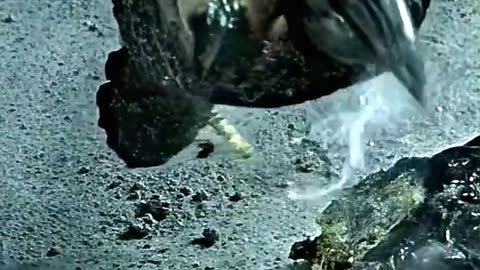 Alien Vs Predator #SciFiHorror