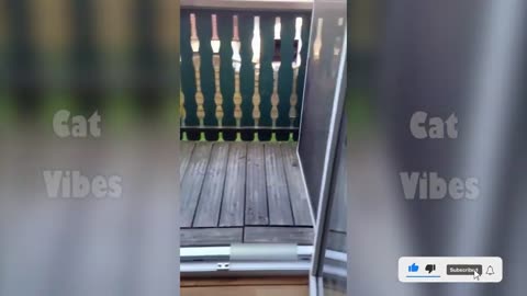 New Funny Cat videos 😂🤣