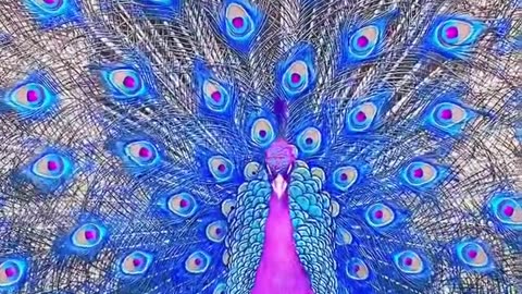 Stunning Blue & Pink Peacock ✨ Nature’s Most Beautiful Creation! 🦚