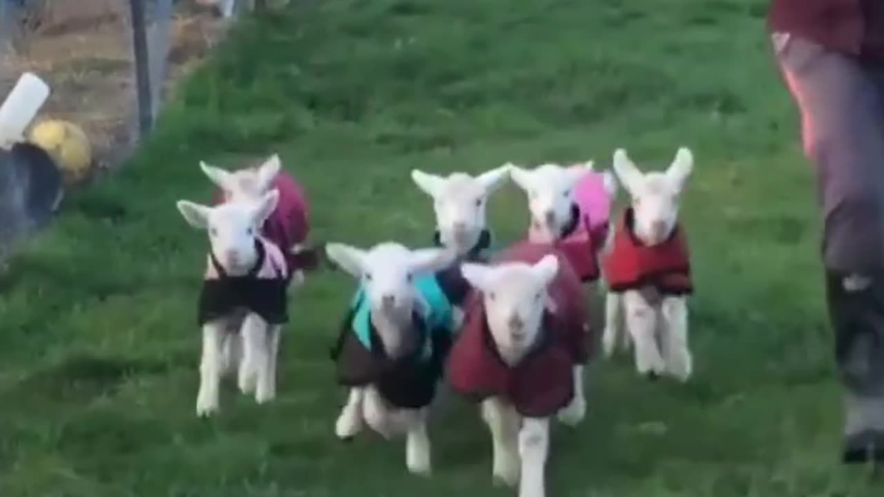 Animal's funny