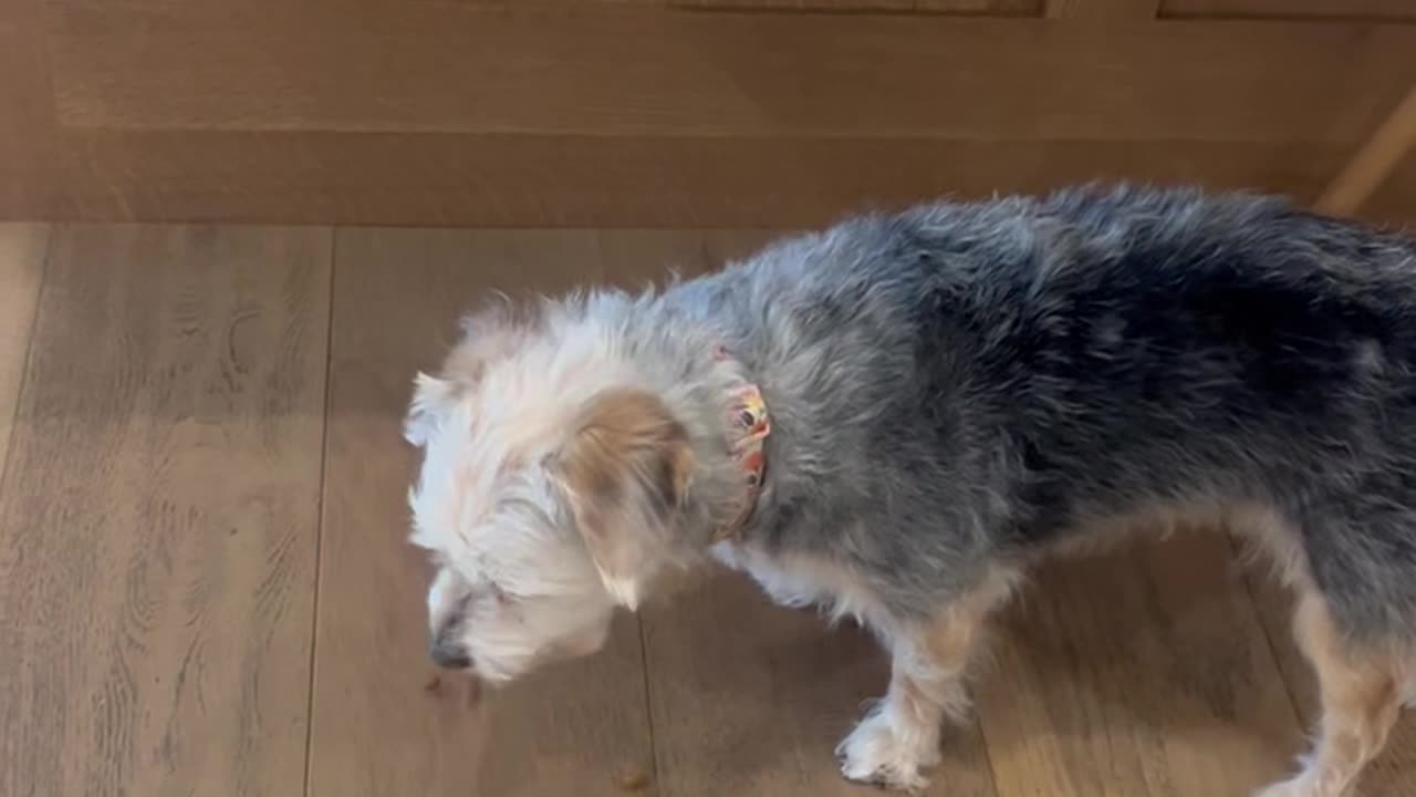 Dog Prioritizes Walk Over Kibble
