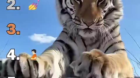 Ranking Best Big Cat Housecats Moments