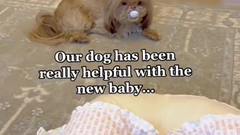 Littels Dog's Comedy Videos 🤣 so cute videos 😍 funny videos 🤣 so much for watching this video 📷