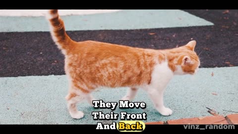 Weird Cats Fact part4