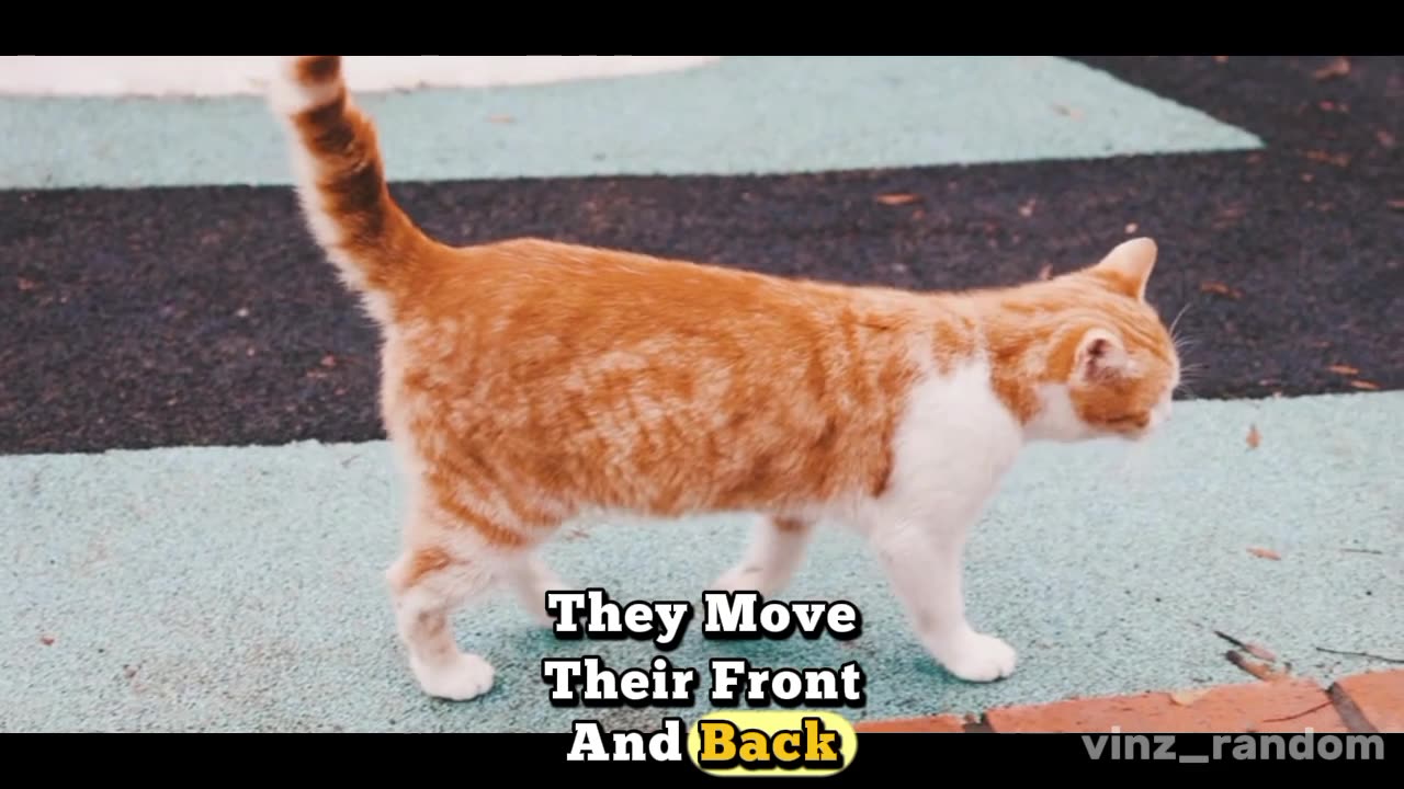 Weird Cats Fact part4