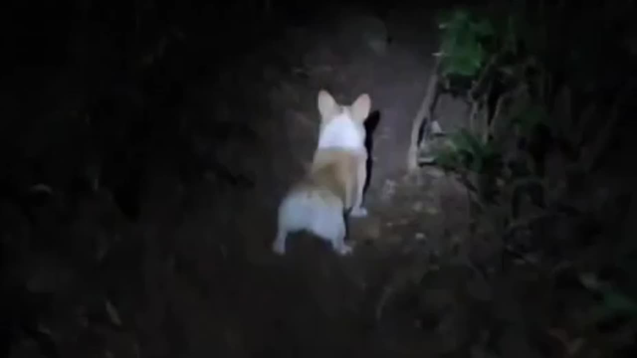 Some protector you are 🤣