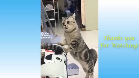 Top Funny Cat Videos of The Weekly - TRY NOT TO LAUGH #17 _ Pets Garden