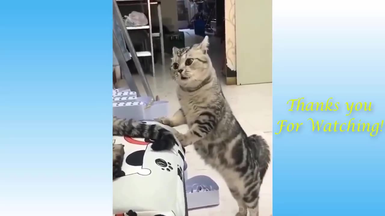 Top Funny Cat Videos of The Weekly - TRY NOT TO LAUGH #17 _ Pets Garden