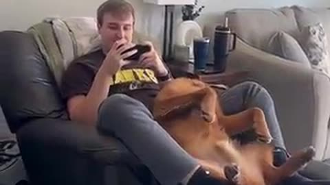 his Golden’s Heart is 100% Yours 🐶💕