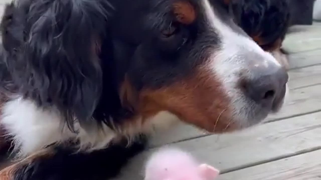 small pig with the dog
