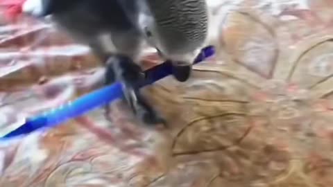 happy parrots