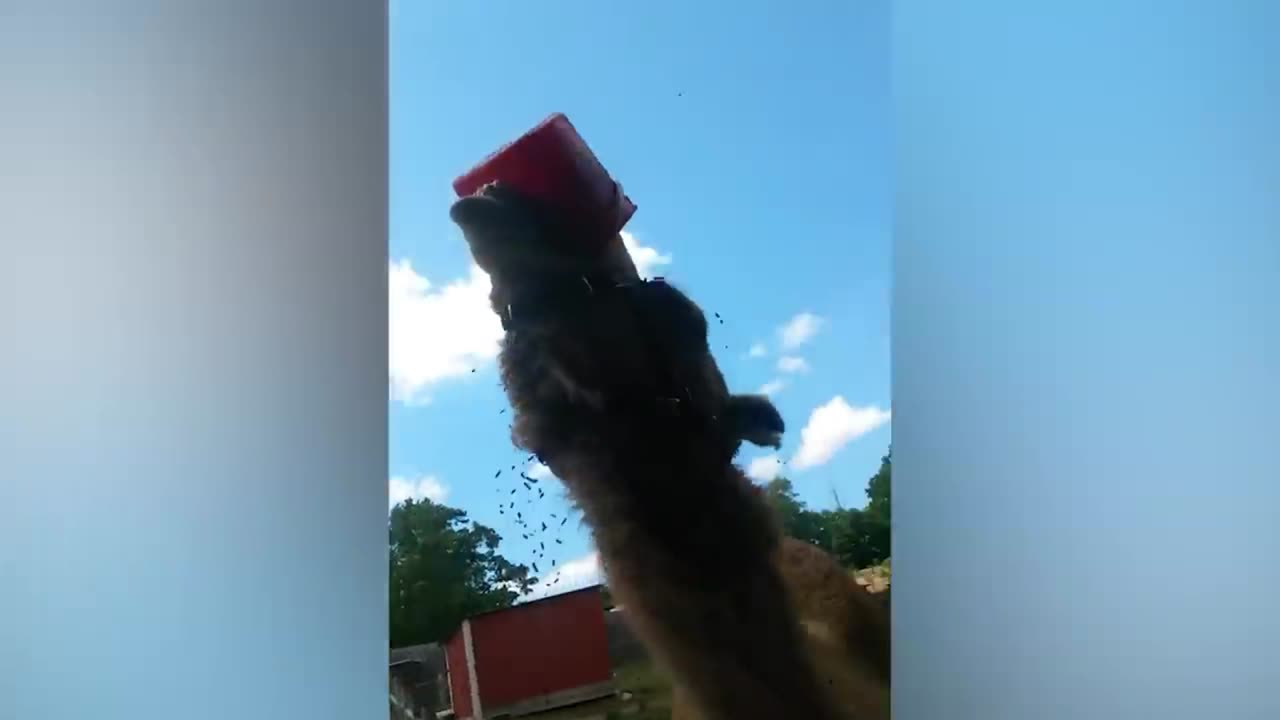 Funny Weekend At The Zoo