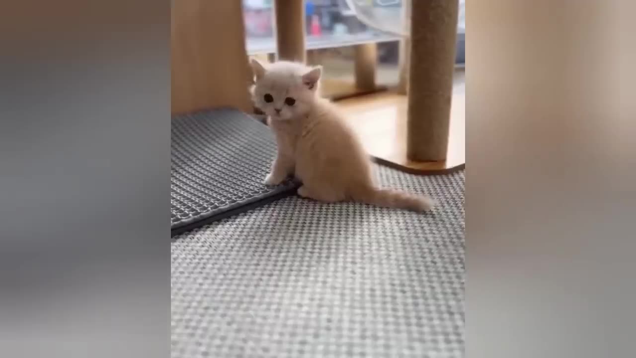 “Your Cat Isn’t Mysterious… You Just Need to Know Their Language!”