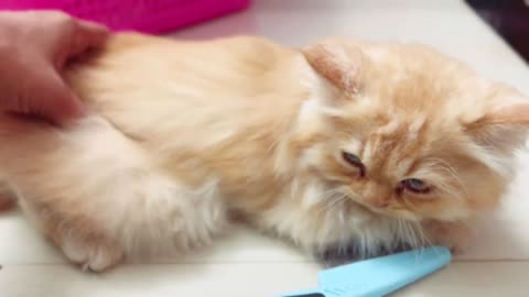 Best funny Cat Video
