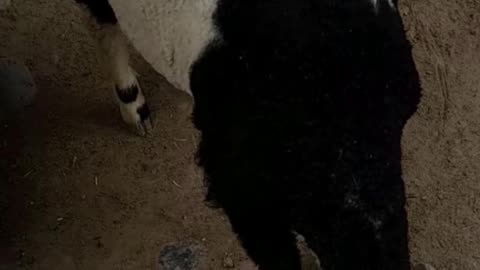 sheep