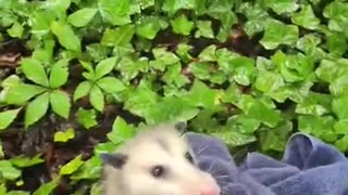 man risk his life to save a possum