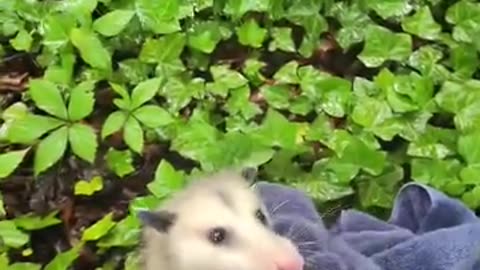 man risk his life to save a possum