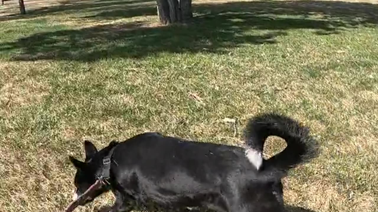 🐕‍🦺Arrival🐾At❤️Park🌳 #doglover #dogdad #adventure
