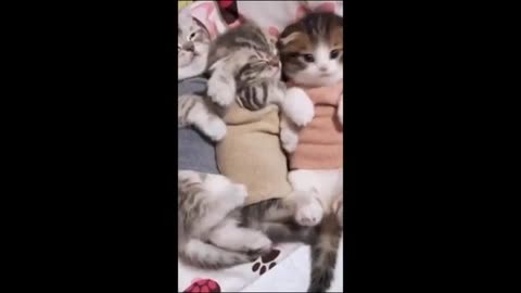 Funny animals - Funny cats _ dogs - Funny animal videos p9
