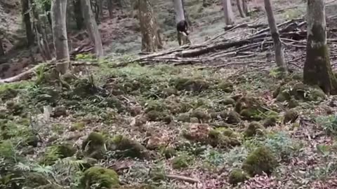 Man Building a mobile Tree Shelter ,the wolf