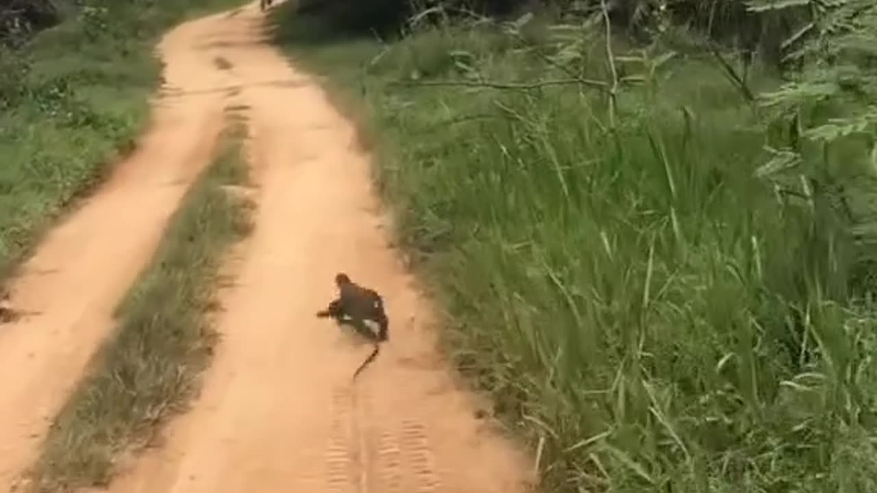 Indian monitor lizard