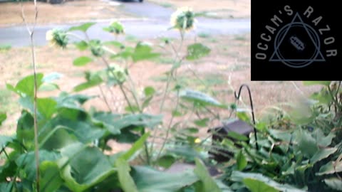 Butch the Sunflower