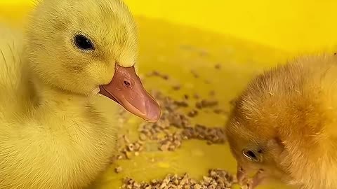 The Adorable Life of a Baby Duck! 🦆 | Follow & Like for More Cute Animal #Shorts