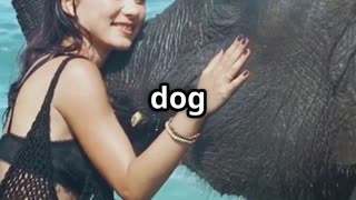 🎥 Title “Elephant & Dog Unbreakable Bonds 🐘🐶 Unlikely Animal Friendships”