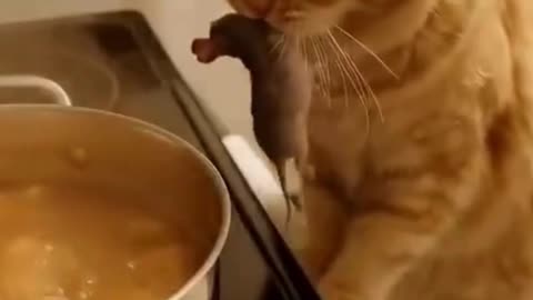 😹 Chef Cat Taste Testing Dinner 🍲🐾#FunnyCat 😹 #CookingCat 🍲🐾 #CatLovers ❤️🐱 #KitchenFails 😂