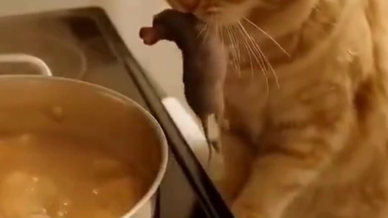 😹 Chef Cat Taste Testing Dinner 🍲🐾#FunnyCat 😹 #CookingCat 🍲🐾 #CatLovers ❤️🐱 #KitchenFails 😂