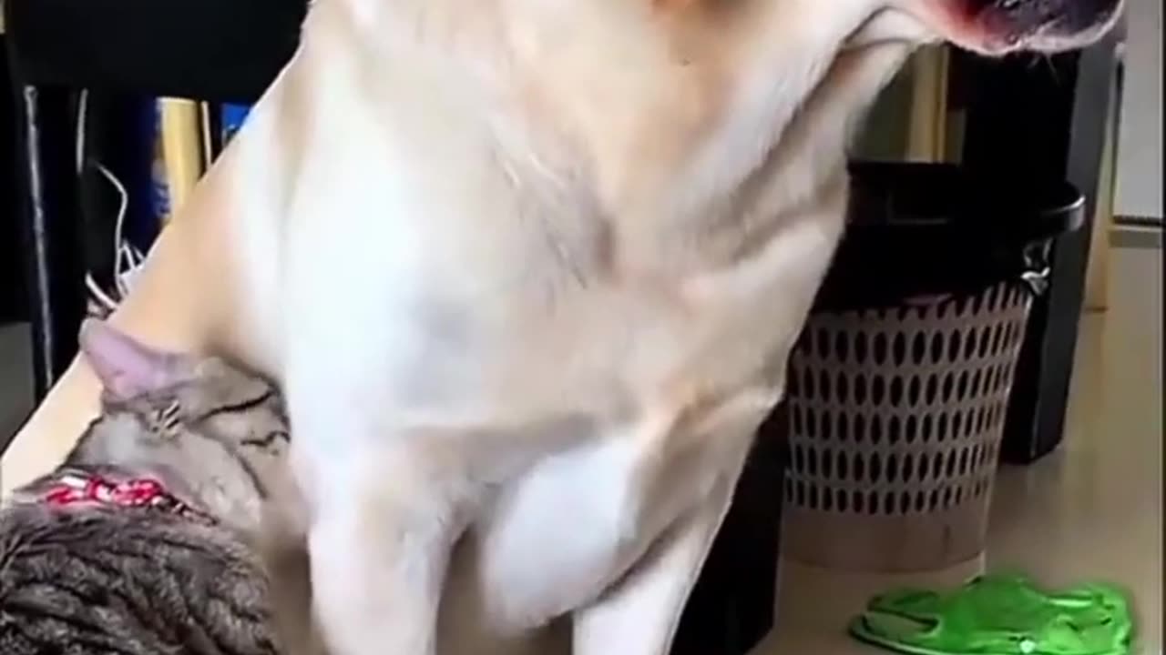 Animals also love