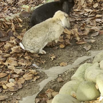 Baby Bunny Meets Puppy for First Time