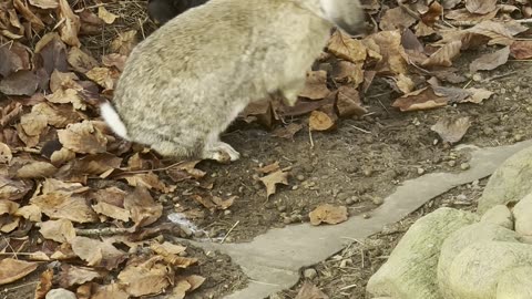 Baby Bunny Meets Puppy for First Time