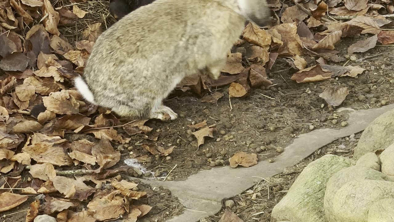 Baby Bunny Meets Puppy for First Time