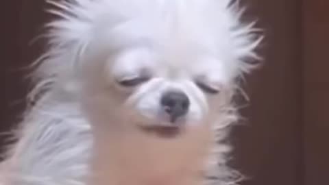 Dogs Falling Asleep Standing Up! / Câini Care Dorm Din Picioare – Super Amuzant! 😂🐾