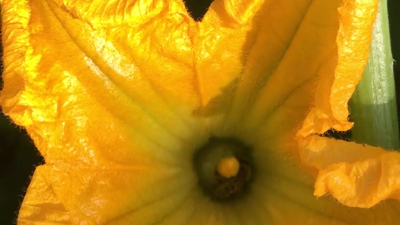 Zucchini flower.
