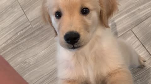 Golden Retriever Puppy Begging for Food Gets Mad