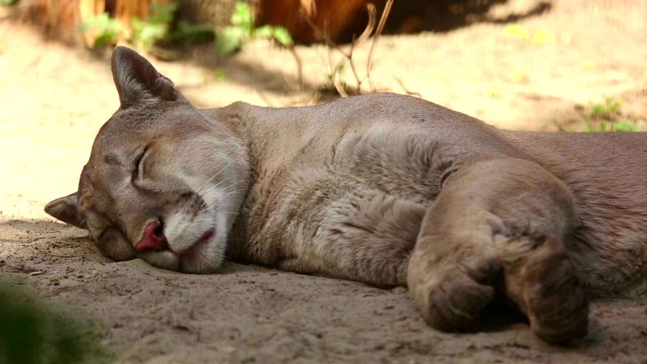 Mountain lion resting on the ground