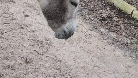 A Donkey Yaun