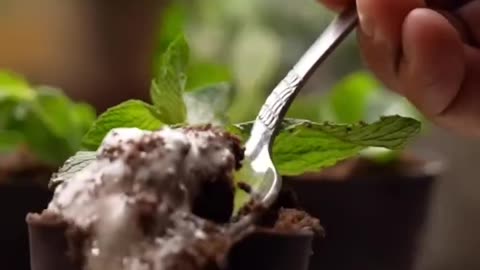 Chocolate Plant Pot Dessert | Fun, Edible & Totally Instagram-Worthy!