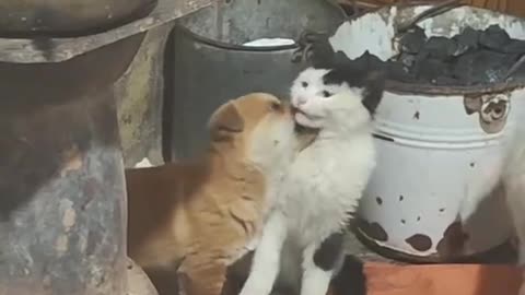 Funny animal videos 😂🐕🐈