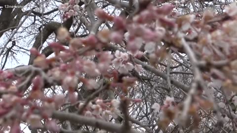 Experts warn about invasive plants in Hampton Roads