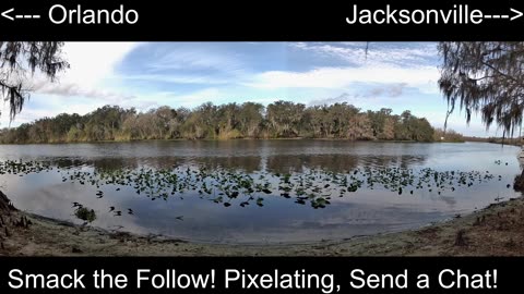 Central FL Wildlife Watch: St. Johns River 24/7 Live 🐊🌿