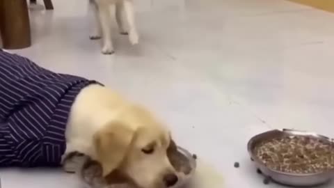 #funnyanimal funny dogs