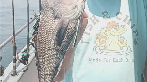 Sea bass