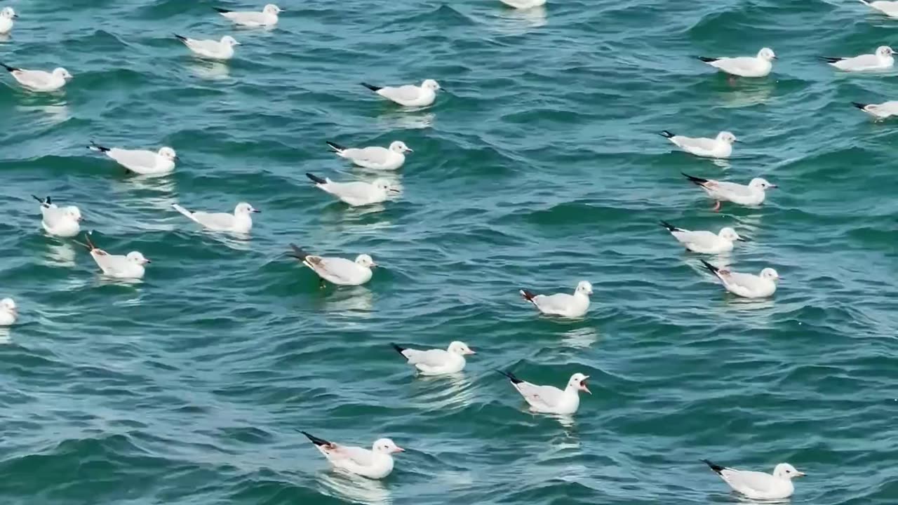 Nature and Animals