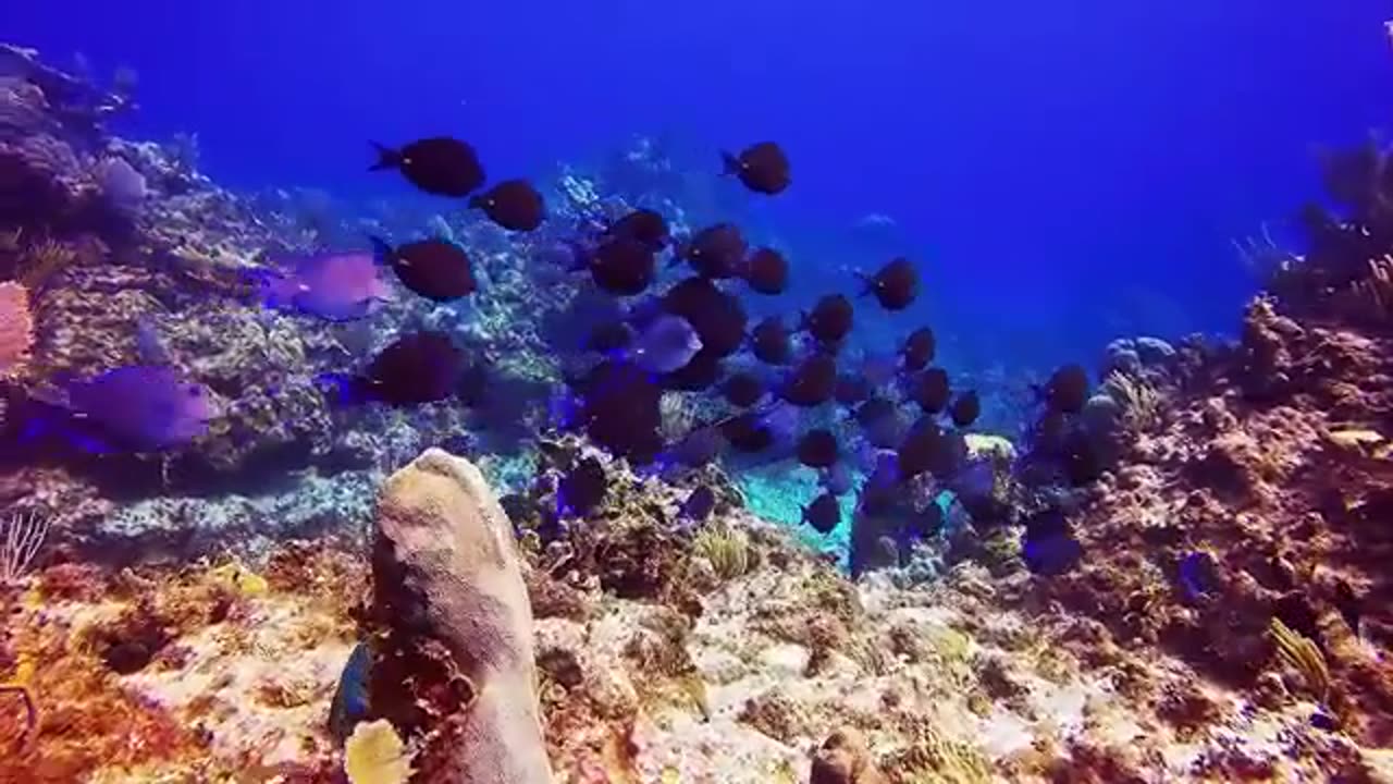 Underwater Sea Animals