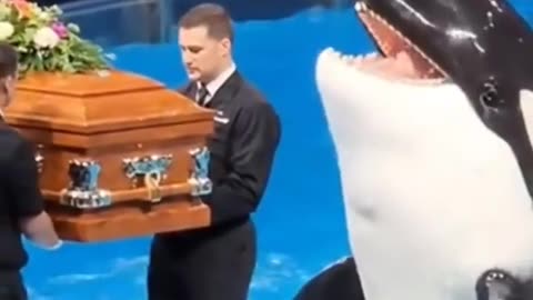 Sad News Jessica and dolphin. Jessica is no more #Jessica #orca #attack #JessicaRadcliffeOrca