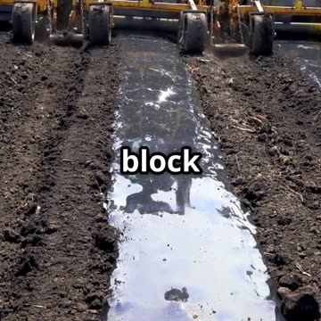 Gardeners: Stop Tomato Hornworms in 32 Seconds!
