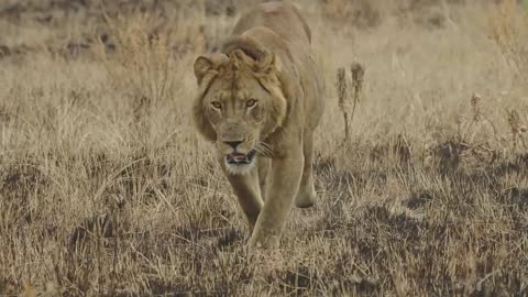 🤯✨ This Three-Legged Lion Survives Against All Odds! | FeedMyCuriosity